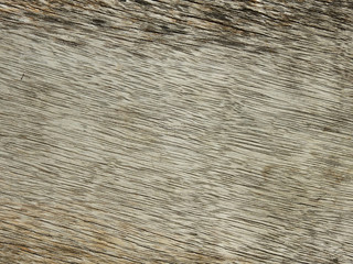 old plank wood texture