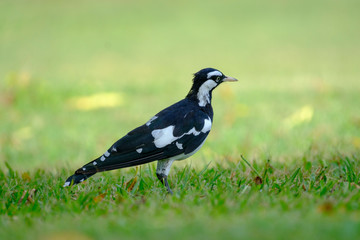 Fototapeta premium Some birds in some cities in Australia