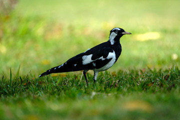 Some birds in some cities in Australia