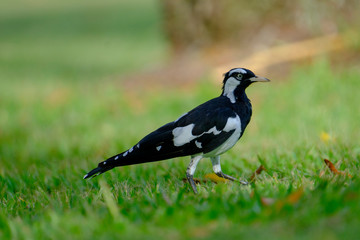 Some birds in some cities in Australia
