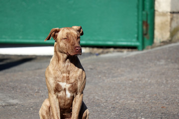 Dog guards the gate. Watchdog sitting on the street