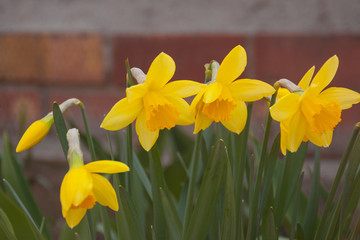 several yellow narcissus daffodils close-up on a background of green foliage. growing spring little young narcissus daffodil flowers. early spring sunny day in the park garden