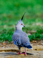 Some birds in some cities in Australia