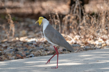 Some birds in some cities in Australia