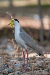 Some birds in some cities in Australia
