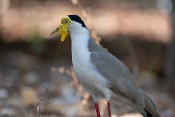 Some birds in some cities in Australia