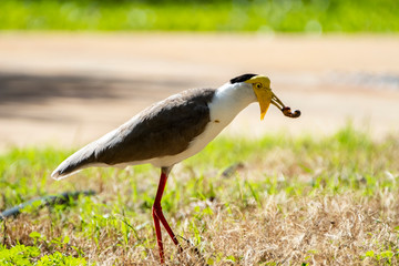 Some birds in some cities in Australia