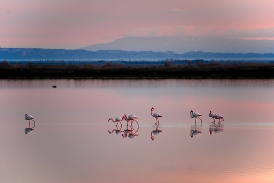 camargue flamands roses