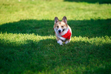 beautiful puppy dogs a red Corgi runs across the green grass in a summer Sunny garden with his tongue out