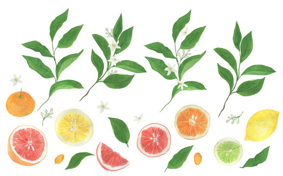 Watercolor painting set with citrus fruits: lemon, lime, grapefruit, orange  and branches, flowers, leaves. Desing element
