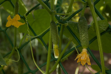 small green fresh cucumber with inflorescence grows on a foliage branch. cultivation of natural eco vegetables, farm agriculture. eco natural products ingredients vegetarian vegan authentic cuisine