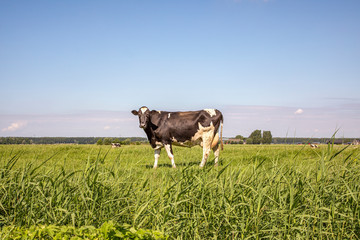 Black and white cow, friesian holstein, in the Netherlands, standing in a meadow, full udders and a blue sky.