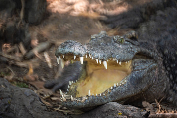 Crocodile sleep sunning on the bank