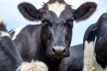 Close up of a cow in the middle of a group of cows black and white