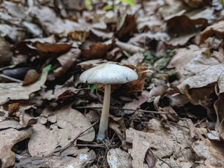 toadstool mushrooms in the wild forest