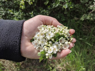 flowers in the garden