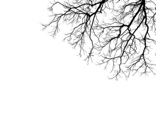 branch of tree silhouette on white background © srckomkrit