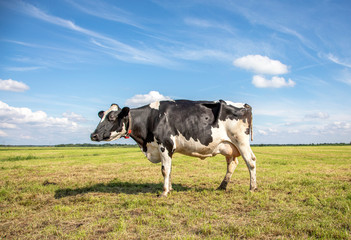 Fototapeta premium Black pied cow, friesian holstein, in the Netherlands, in a meadow and a blue sky.