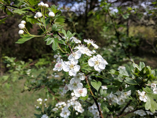 beautiful unusual plants in the garden