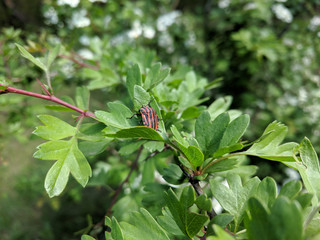beautiful textured background of green leaves