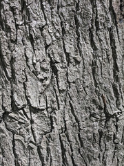 beautiful textured photo background of an old cracked natural wood board
