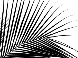 Obraz premium palm coconut leaf silhouette on white background