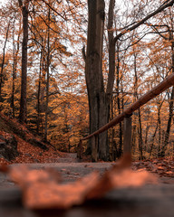 Wandern zur Bastei Sächsische Schweiz
