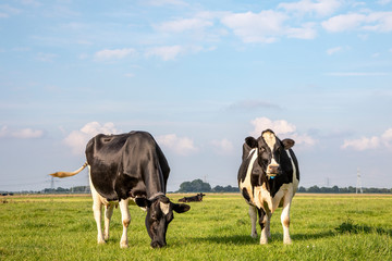 Two black and white cows, frisian holstein, standing in a pasture under a blue sky