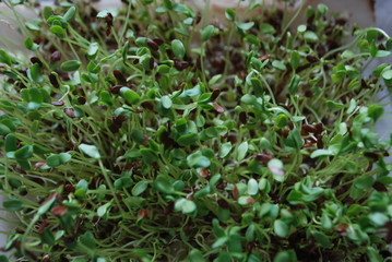 background of green leaves