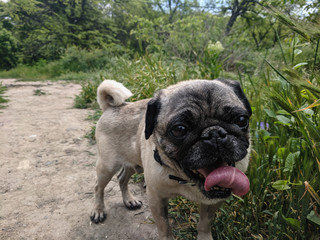 portrait of a cute pug on a walk