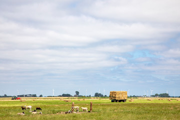 Harvested silage bales of compacted grass stacked on a trailer and some sheep in agricultural field