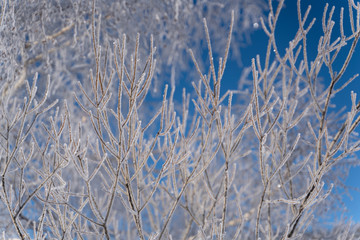branches covered with hoarfrost