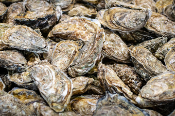 Fototapeta na wymiar Oysters Box with many oysters in the market. Medium size, gray color.