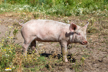 Happy swine, young piglet standing in  in a meadow