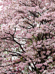 Pink trumpet tree (Tabebuia rosea), The beauty of pink flowers that are blooming in the winter