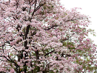 Fototapeta premium Pink trumpet tree (Tabebuia rosea), The beauty of pink flowers that are blooming in the winter