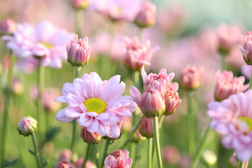 Obraz na płótnie Canvas Pink Chrysanthemum flower under morning sunlight 