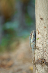 chameleon on tree on blur background,vertical