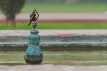 Asian kingfisher sitting on pole in a well inside the grounds of the Taj Mahal in Agra, India