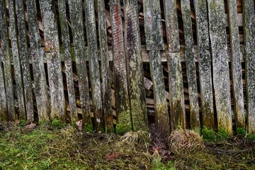 Old wall of planks from below grows grass