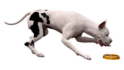 3D Rendering Grat Dane Dog on White