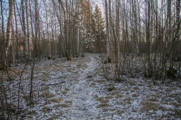 Walk through the winter forest. The first snow covers the ground
