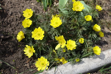 Bright yellow flowers of Adonis vernalis in March