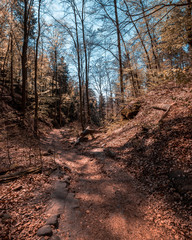 Im Wald Sächsische Schweiz