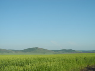 green field and blue sky