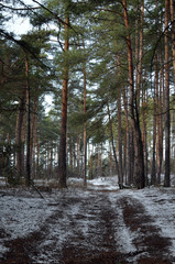 Forest near Kiev