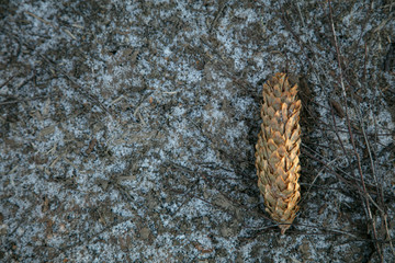 Fir cone lies on the road in winter