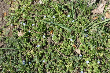 Green leaves and blue flowers of Veronica polita in April