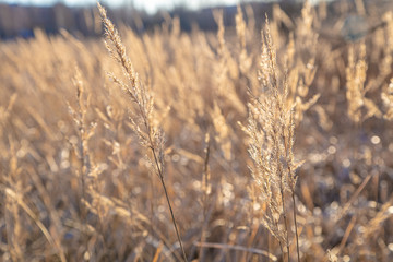 Fototapeta premium Dry grass in winter. Clear, sunny day.