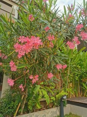 flowers in the garden